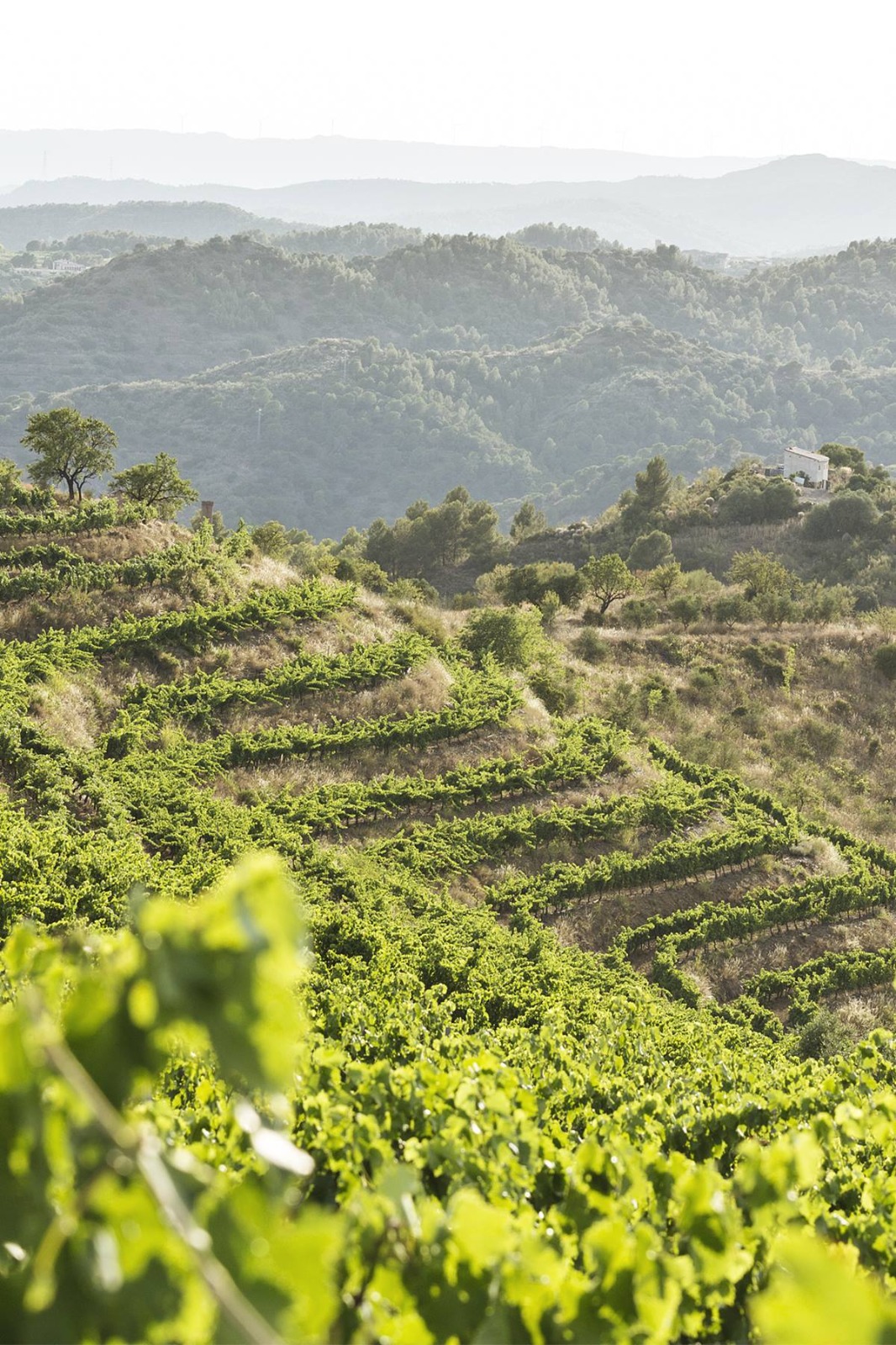 ecospherewines1